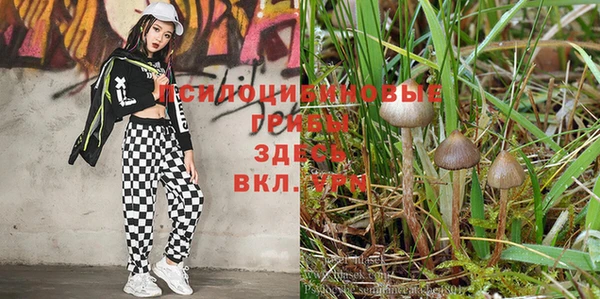 ECSTASY Михайловск