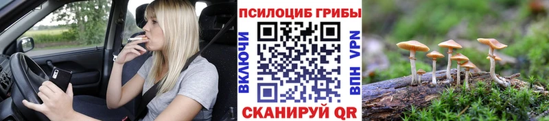 Галлюциногенные грибы Psilocybe  Эртиль 